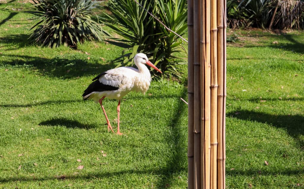 La storia di Daisy, la cicogna che ha trovato rifugio ad Animanatura Wild Sanctuary