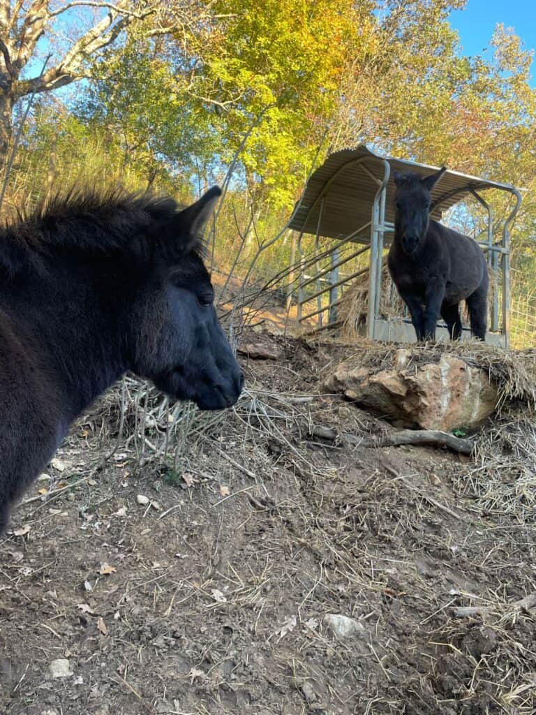 Mimì e Cocò: storia di forza e rinascita ad Animanatura Wild Sanctuary