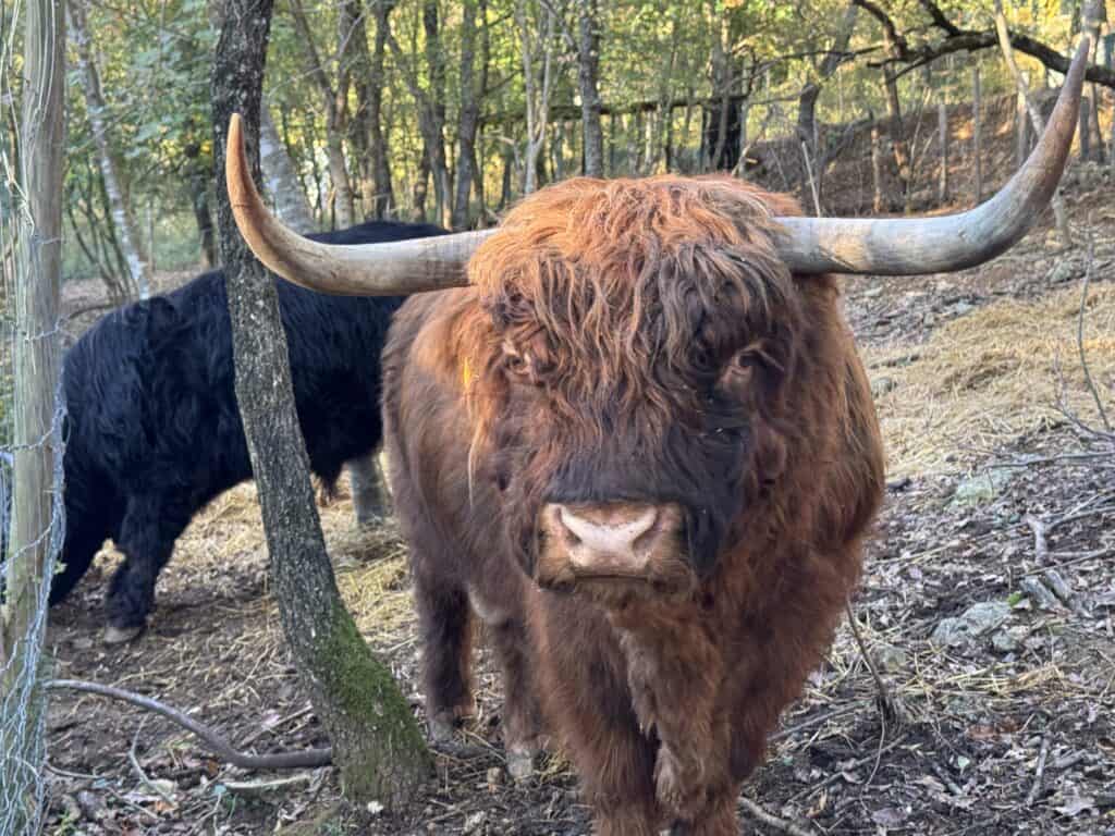 Armando e Ugo: i maestosi tori Scottish Highland salvati da Animanatura