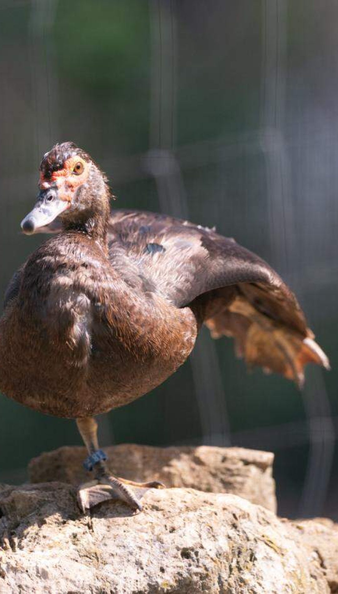 Anatra muta