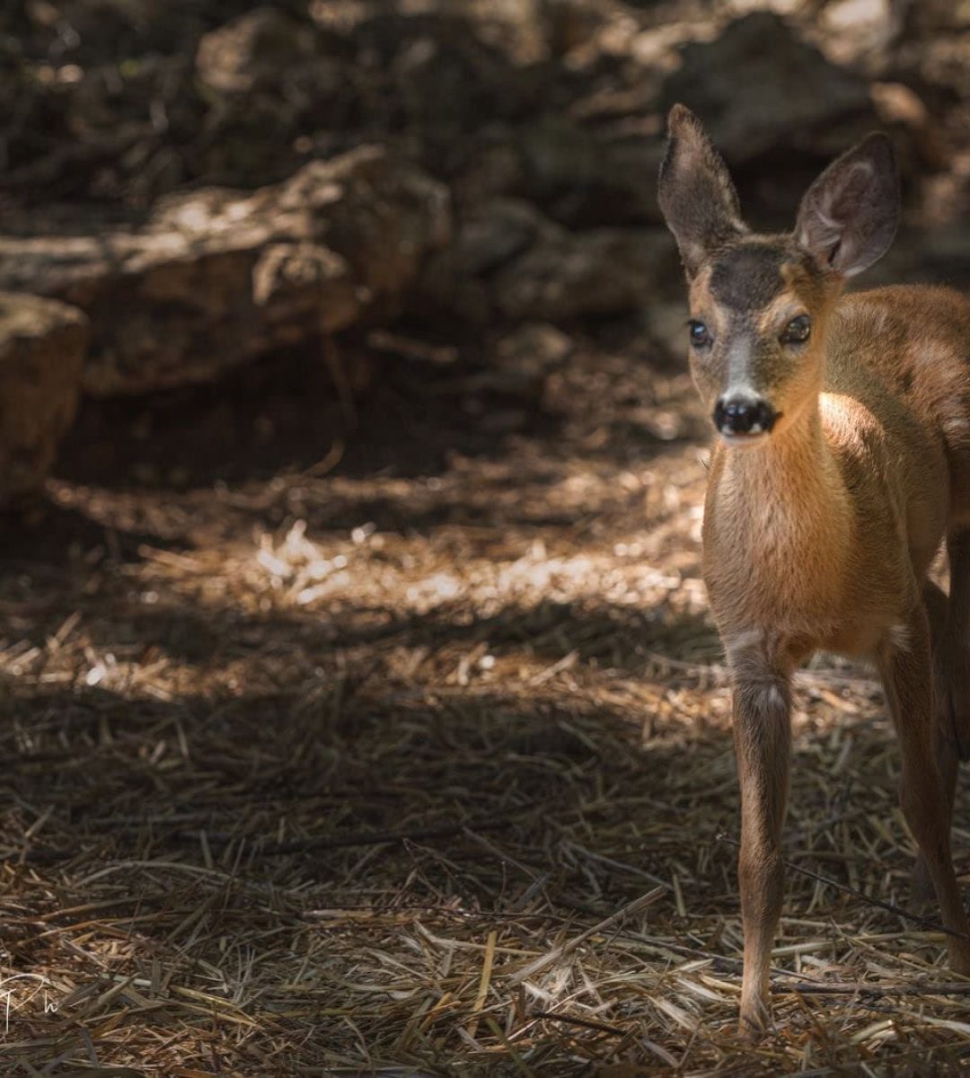 Capriolo di un fotografo bravo
