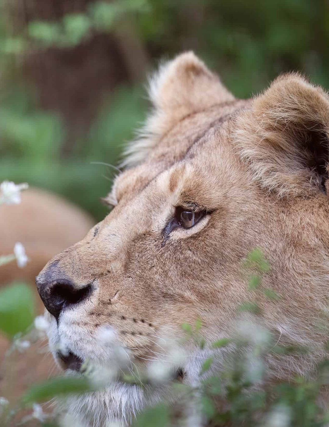 Lioness