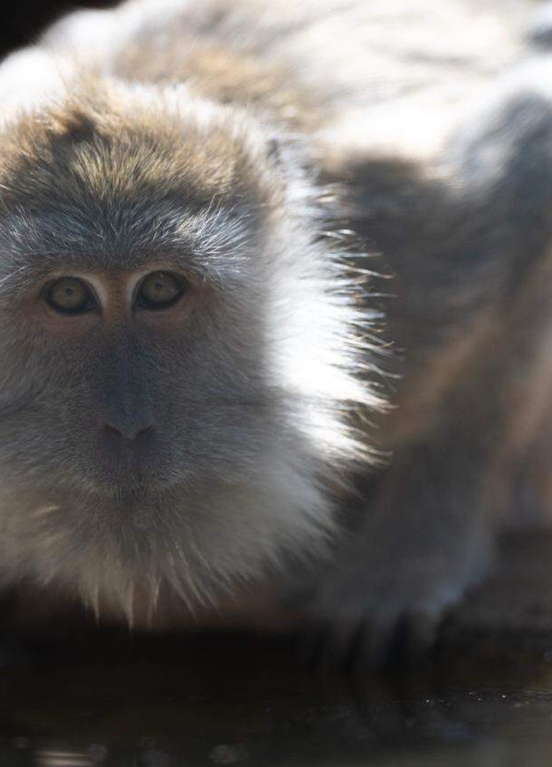 Macaco coda lunga di Keres usa questa per i primati