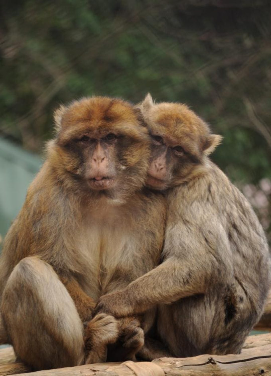 Primate