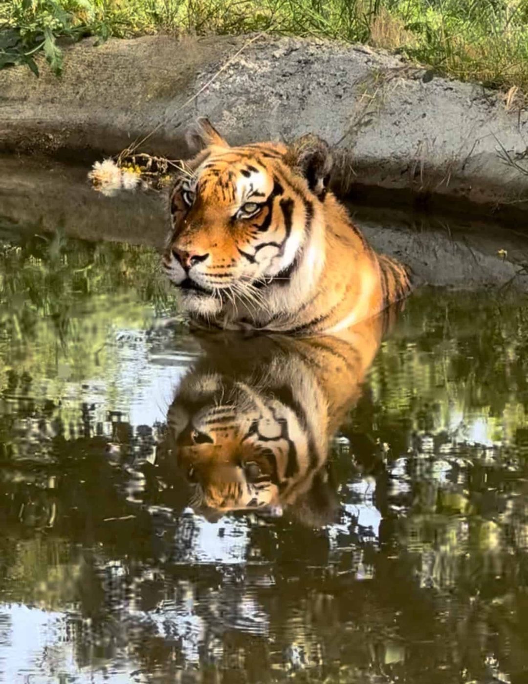 Sandro in acqua