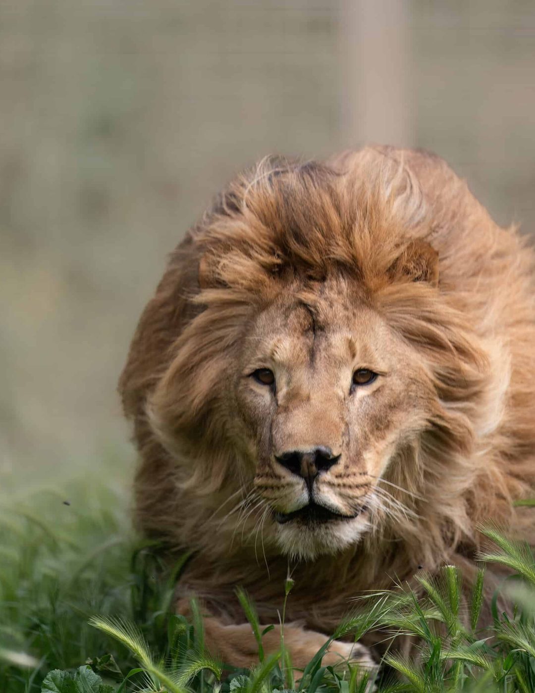Simba 2024
