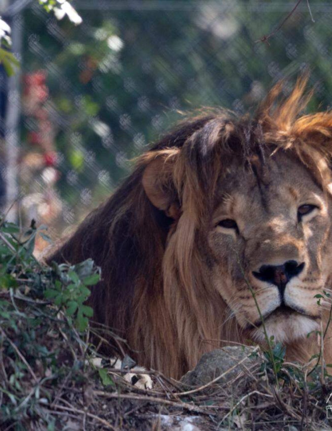 Simba foto di Keres - guarda tutte le foto ne hai tante foto di Keres da utilizzare